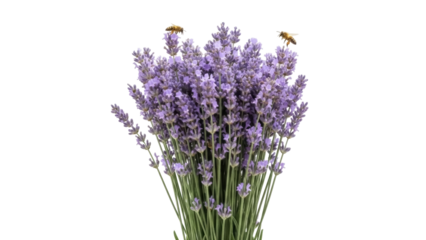 Isolated aromatic lavender bouquet, bee, summer flower, medicinal plant, decoration, purple