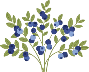 Blueberry Branch with Leaves and Berries.