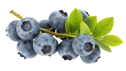 Isolated cluster of fresh blueberries on a branch, a natural source of antioxidants