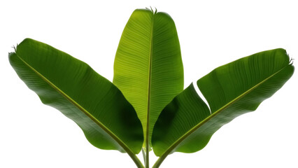 Isolated three green banana leaves against a plain backdrop evoking tropical summer vibes