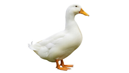 Isolated American Pekin duck portrait, white farm bird with an orange beak and webbed feet