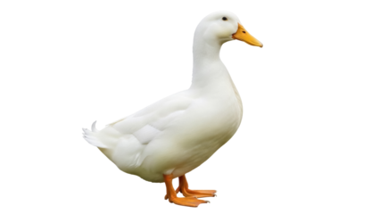 Isolated American Pekin duck portrait, white farm bird with an orange beak and webbed feet