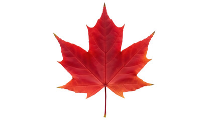 Isolated bright red maple leaf with veins and stem for autumnal design, nature imagery