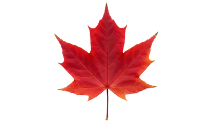 Isolated bright red maple leaf with veins and stem for autumnal design, nature imagery