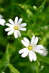 vertical background with White Wildflowers Blooming in Green Foliage wallpaper
