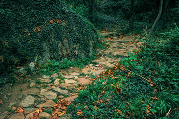 cobble stone foot path track in forest evergreen foliage plants and trees tropic wood land region natural aesthetic environment space