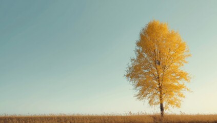 Yellow birch foliage under a clear blue sky in fall, suitable for editorial header background
