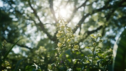 Detailed view of Creeping foxglove with sunlight streaming through surrounding large tree, highlighting plant structure, World Plant Day