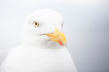 Inquisitive eye seagull close-up 