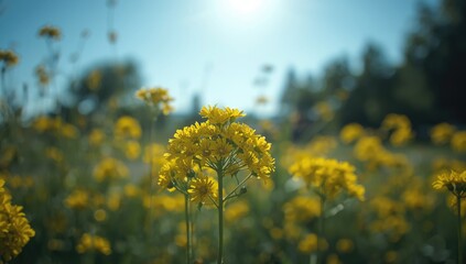 Fototapeta premium Summer yellow Ragwort flowers, ideal for natural flower arrangement backgrounds