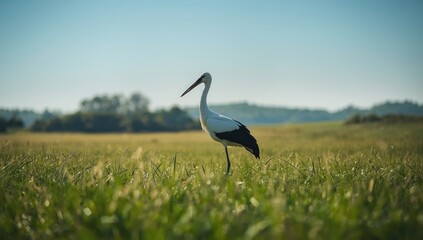 Obraz premium European White stork Ciconia Ciconia, highlighting natural habitat and seasonal migration behavior