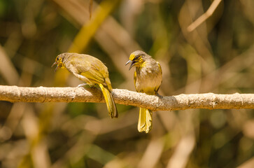Stripe-throated bulbuls Pycnonotus finlaysoni eous calling. Cat Tien National Park. Vietnam.