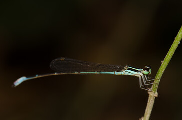 Male red-tipped shadefly Argiocnemis rubescens. Cat Tien National Park. Vietnam.