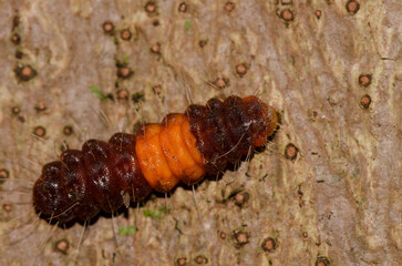 Caterpillar of a common guava blue Deudorix isocrates. Cat Tien National Park. Vietnam.