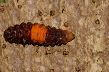 Caterpillar of a common guava blue Deudorix isocrates. Cat Tien National Park. Vietnam.