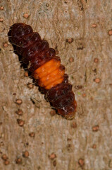 Caterpillar of a common guava blue Deudorix isocrates. Cat Tien National Park. Vietnam.