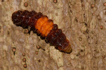Caterpillar of a common guava blue Deudorix isocrates. Cat Tien National Park. Vietnam.