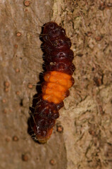Caterpillar of a common guava blue Deudorix isocrates. Cat Tien National Park. Vietnam.