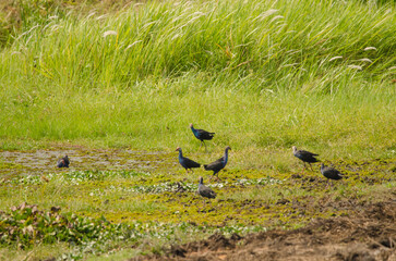 Flock of grey-headed swamphen Porphyrio poliocephalus. Crocodile Lake. Cat Tien National Park. Vietnam.