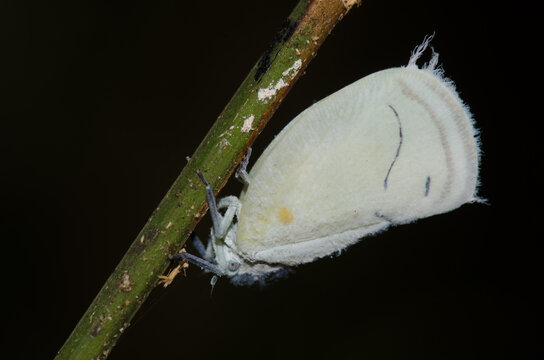 Flatid planthopper Cerynia sp. Cat Tien National Park. Vietnam.