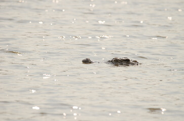 Siamese crocodile Crocodylus siamensis. Crocodile Lake. Cat Tien National Park. Vietnam.