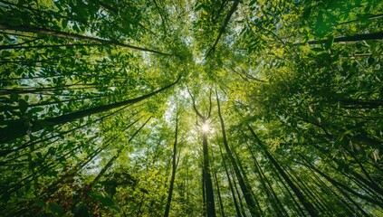 Obraz premium Forest treetops in spring, highlighting seasonal renewal and dense greenery