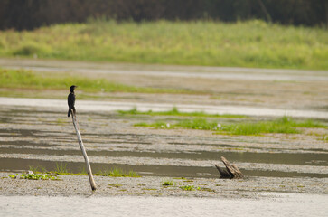 Little cormorant Microcarbo niger. Crocodile Lake. Cat Tien National Park. Vietnam.