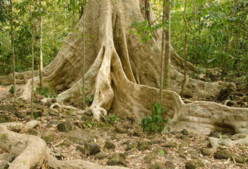 Giant root system of the Tung tree Tetrameles nudiflora. Cat Tien National Park. Vietnam.