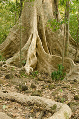 Giant root system of the Tung tree Tetrameles nudiflora. Cat Tien National Park. Vietnam.