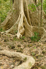 Giant root system of the Tung tree Tetrameles nudiflora. Cat Tien National Park. Vietnam.