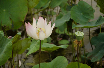 Lotus flowers Nelumbo nucifera. Ho Chi Minh City. Vietnam.