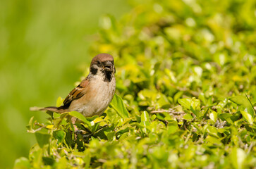 Eurasian tree sparrow Passer montanus malaccensis calling. Ho Chi Minh City. Vietnam.
