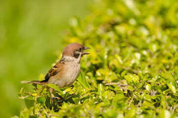 Eurasian tree sparrow Passer montanus malaccensis calling. Ho Chi Minh City. Vietnam.