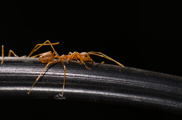 Yellow crazy ant Anoplolepis gracilipes. Ho Chi Minh City. Vietnam.