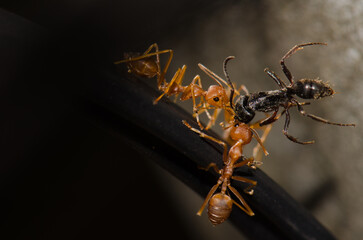 Yellow crazy ants Anoplolepis gracilipes with an ant Pachycondyla sp as prey. Ho Chi Minh City. Vietnam.