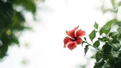 Obraz premium Hibiscus shrub in lush tropical landscape, highlighting its resilience and decorative use