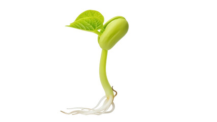 Isolated green bean seedling growing, healthy young plant with root, sprout, leaf and stem © Natasha