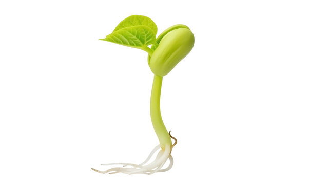 Isolated green bean seedling growing, healthy young plant with root, sprout, leaf and stem