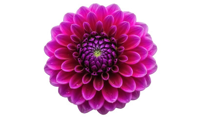 Isolated Bright Pink Dahlia Flower Head, Close-Up View, Single Beautiful Blooming Bloom © Natasha