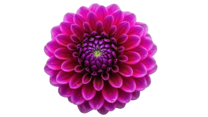 Isolated Bright Pink Dahlia Flower Head, Close-Up View, Single Beautiful Blooming Bloom