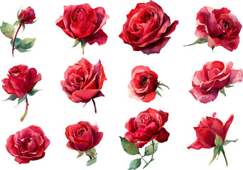 Naklejka premium set of red roses vector