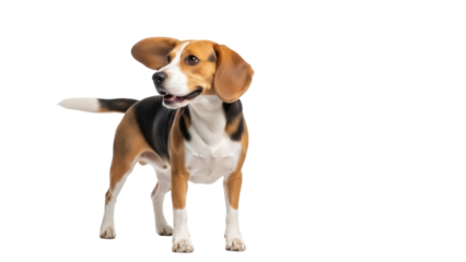 Isolated Beagle in studio portrait standing tall and content with floppy ears and spotted coat