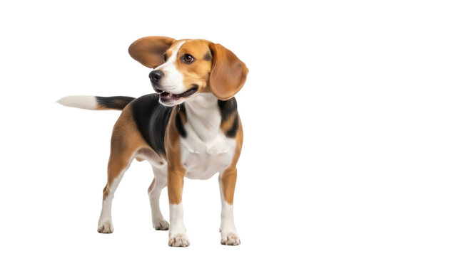 Isolated Beagle in studio portrait standing tall and content with floppy ears and spotted coat