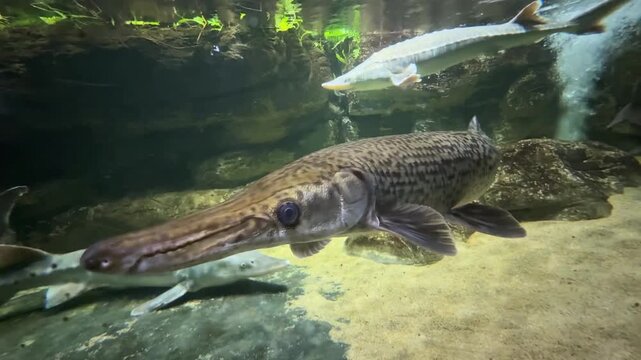 Alligator Gar swim in a large aquarium tank. Rock structures and aquatic plants are present in the habitat