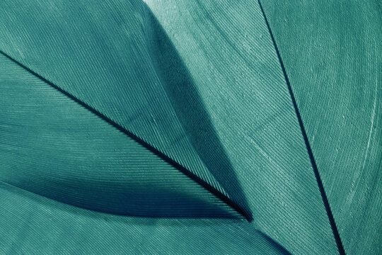 Macro photo teal feathers, natural pattern with fine texture and soft lines, abstract nature background. Minimal pastel composition for beauty, fashion, spa, design concepts. Aesthetic beauty nature.