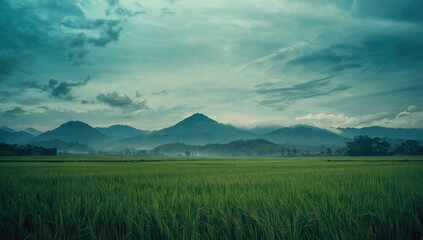 Rice field scene with mountain and cloud-filled sky, focusing on natural landscape preservation, retro filter style