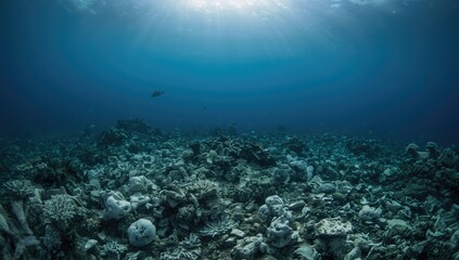 Fototapeta premium Tsunami-affected coral reef adjacent to Flores, Indonesia, highlighting erosion risk, World Ocean Day