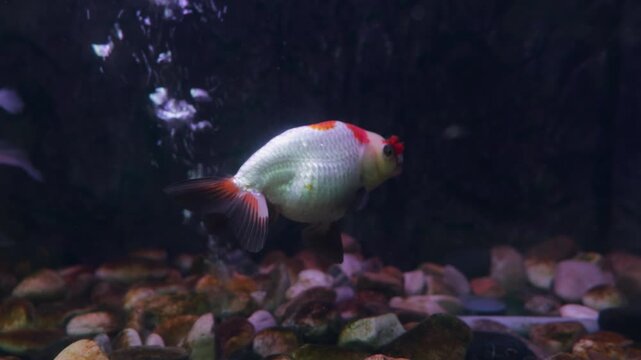 Oranda Goldfish swims in a Freshwater Aquarium over a Gravel Bottom, Showing its White Body and Red Head