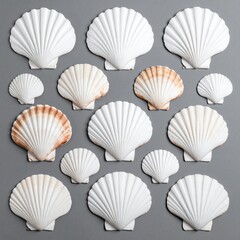 Collection of various white and light brown scallop seashells arranged on a grey background.