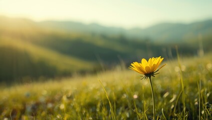 Springtime yellow blossom growing on a hillside in Lazio, highlighting seasonal growth